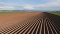 Potato field in spring after sowing - camera moves by the furrows