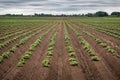 Potato field. Sprouts of young plants appeared from the ground Royalty Free Stock Photo