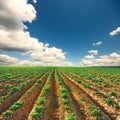 Potato field on a sunset Royalty Free Stock Photo