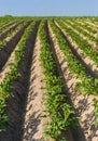 Potato field Royalty Free Stock Photo