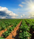 Potato field on a sunset under blue sky Royalty Free Stock Photo