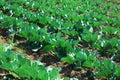 Potato field on a sunset under blue sky Royalty Free Stock Photo