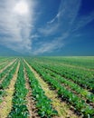 Potato field on a sunset under blue sky Royalty Free Stock Photo