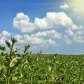 Potato field on sunset under blue sky Royalty Free Stock Photo