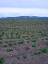 Potato field of Toten, Norway.