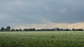 Potato field with trees in the dstance under dark clouds in the Flemish countryside