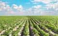 Potato field under beautiful sky Royalty Free Stock Photo