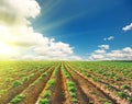 Potato field under blue sky landscape Royalty Free Stock Photo