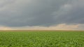 Potato field under dark clouds in the Flemish countryside
