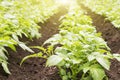 Potato field. Young green sprouts of potatoes in sunny day. Royalty Free Stock Photo