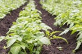 Potato field. Young green sprouts of potatoes in sunny day. Royalty Free Stock Photo