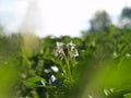 Potato flower Royalty Free Stock Photo