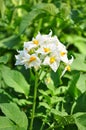 Potato flower Royalty Free Stock Photo