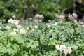 Potato flower agriculture Royalty Free Stock Photo