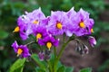 Potato flower Royalty Free Stock Photo