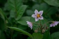 Potato flower in bloom, close up, purple sort of potatoe