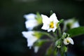 Potato flower with bright white flowers. Blooming potatoes image