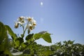 The potato flower Royalty Free Stock Photo