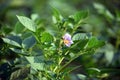 Potato flower with plant and leaves