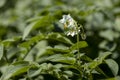 Potato flower and plants in farmland Royalty Free Stock Photo