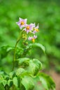 Potato flower Royalty Free Stock Photo