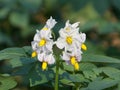 Potato flower