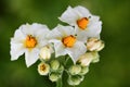 Potato flower Royalty Free Stock Photo