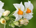 Potato flower Royalty Free Stock Photo