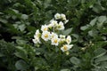 potato flowers on a background of green tops Royalty Free Stock Photo