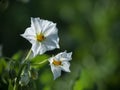 Potato flowers blossom in sunlight grow in plant Royalty Free Stock Photo