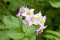 Potato flowers blossom in sunlight grow in plant. Purple blooming potato flower on farm field. Close up organic vegetable flowers Royalty Free Stock Photo