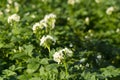 Potato flowers blossom in sunlight grow in plant. White blooming potato flower on farm field. Close up organic vegetable flowers Royalty Free Stock Photo