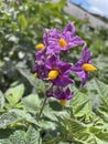 potato flowers are bright purple and have yellow pistils with a blurry background Royalty Free Stock Photo