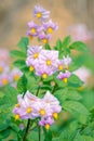 Potato flowers