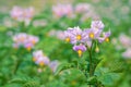 Potato flowers