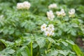 Potato flowers on a potato field.