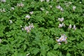 Potato Flowers in full bloom. Potato flowers blooming in the field Royalty Free Stock Photo