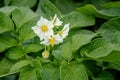 Potato flowers and green leaves. Potato field in the Netherlands. Summer Royalty Free Stock Photo