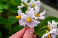 Potato flowers and leaves, potatoes grown above ground, malum terrae