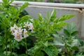 Potato flowers and leaves, potatoes grown above ground, malum terrae