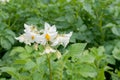 Potato flowers