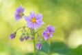 The potato flowers are purple. Flowering potatoes on a beautiful background. Selective focus. Royalty Free Stock Photo