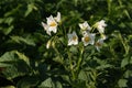 Potato flowers