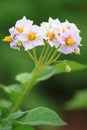 Potato Flowers Royalty Free Stock Photo