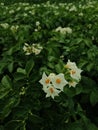 Potato flowers Royalty Free Stock Photo