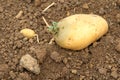 Potato germinating Royalty Free Stock Photo