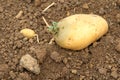 Potato germinating