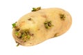 Potato Germinating Royalty Free Stock Photo
