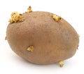 Potato germinating Royalty Free Stock Photo