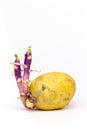 Potato germinating on white background